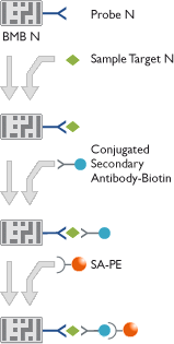 Digital Barcodes for Multiplex Immunoassay*