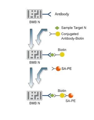 Barcoded Magnetic Bead Technology
